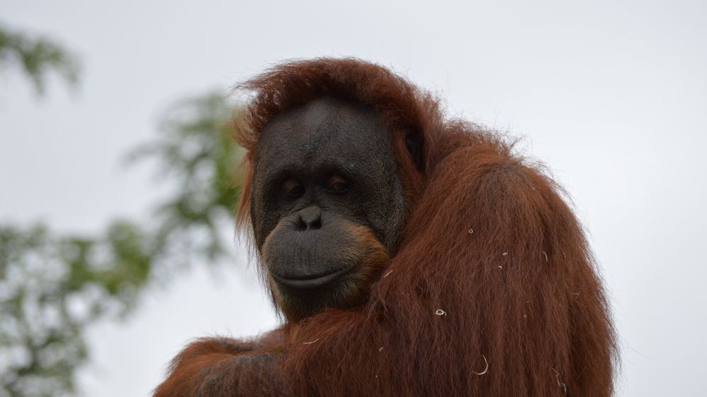 Orangutani se spřátelili s vydrami, které za nimi plavou do výběhu